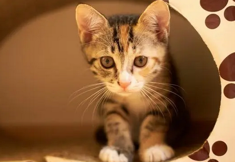 猫几月份会发春