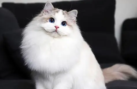 伺候布偶猫要注意哪些事项