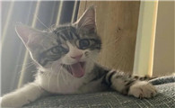 猫嗷呜长叫拖长尾音