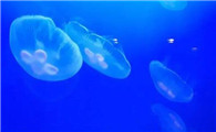 水母有没有颜色