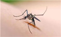 全球有多少只蚊子