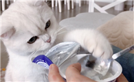 猫可以吃酸奶吗