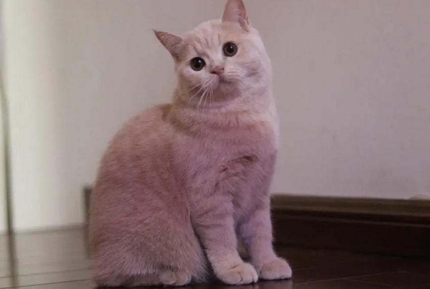 猫可以饿几天 猫可以饿几天