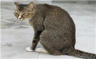 猫背与驼背区别