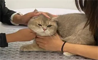 猫几个月打疫苗