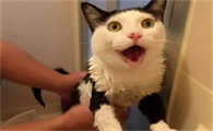 猫惊吓过度会导致什么