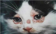 猫艾滋病症状图片