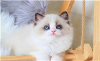 为何“布偶猫”价格大跌,都没什么人养?