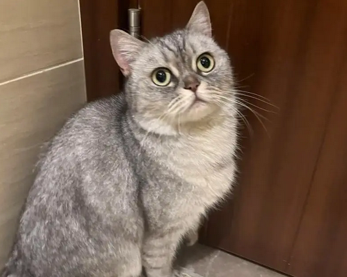 猫可以打吗 猫可以打吗
