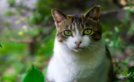 绿色眼睛的猫珍贵吗