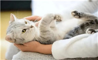 猫几天就发一次情咋办