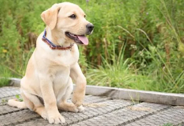 拉布拉多和秋田犬哪个更好