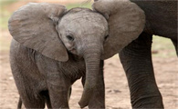 大象大概有几米