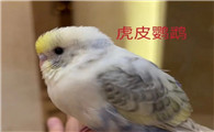 你更适合养哪种鹦鹉？