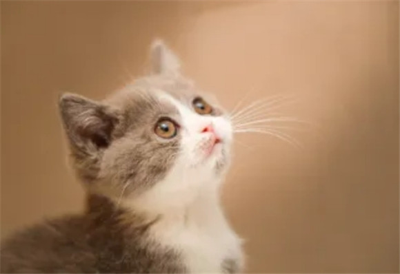 新手铲屎官必看!7个养猫“错误”要避免 新手铲屎官必看!7个养猫“错误”要避免