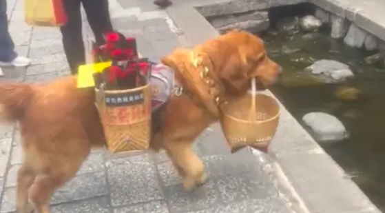 金毛背筐在街道穿梭卖花，5元一支自由选花！连狗都自食其力了吗