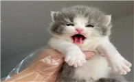 猫可以活多久