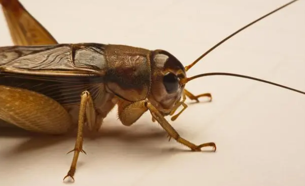 蝈蝈是不是蛐蛐
