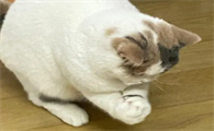 猫会抓蚊子吗