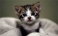 六个月是成猫还是幼猫
