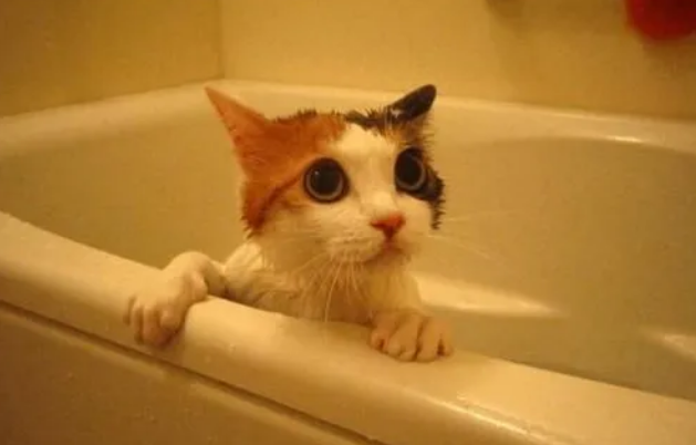 猫可以洗澡吗