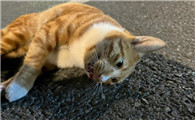 猫被车撞死了是替人挡灾吗