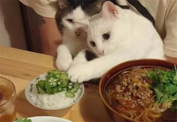 长期这样养猫,如同“慢性杀猫”! 长期这样养猫,如同“慢性杀猫”!