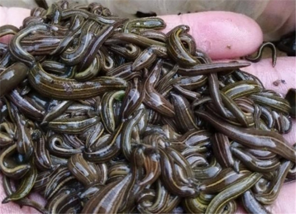 蚂蝗什么季节养殖 蚂蝗什么季节养殖