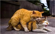 猫叫春是怎么回事