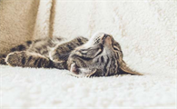 猫可以吃盐吗