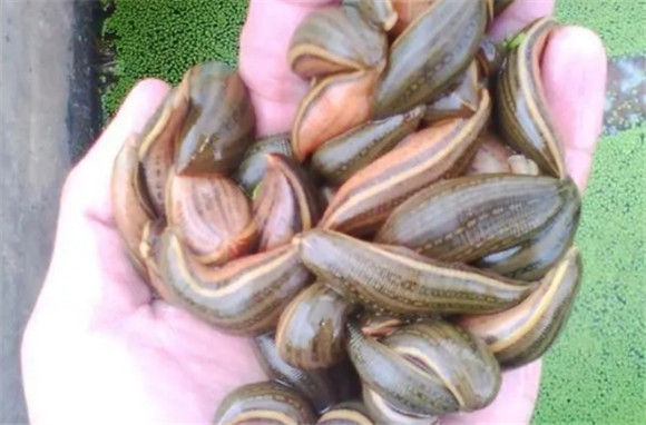 蚂蝗的方法养殖