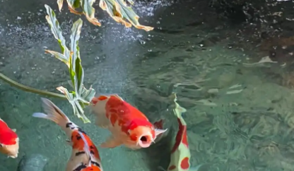 纯种日本锦鲤价格