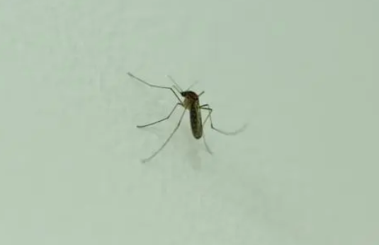 高层会不会有蚊子