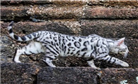 孟加拉豹猫多少钱一只？孟加拉豹猫品相知识百科
