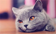猫见到主人就跑怎么办