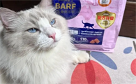 猫可以吃薯片吗
