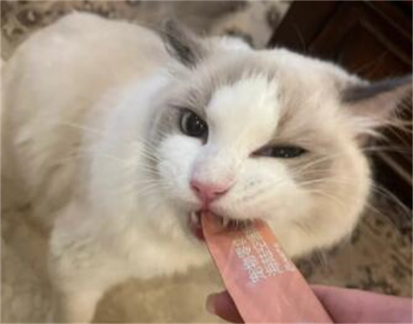 王子的零食猫条:揭秘宠物猫的健康小零食 王子的零食猫条:揭秘宠物猫的健康小零食