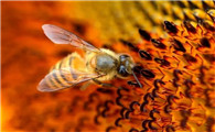蜜蜂吃什么呀