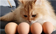 猫可以吃鸡蛋白吗