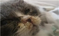 猫流眼泪眼屎多用什么药