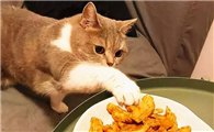 猫爱把食物玩来玩去