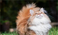 公认“最不臭”的5种猫，很久不洗澡，身上也香香的！