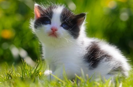 猫叫综合征手的形状 猫叫综合征手的形状