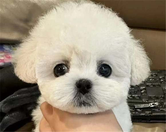 比熊犬有哪些优缺点