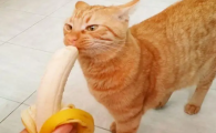 猫可以吃香蕉吗?为什么
