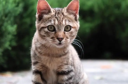 猫会在人睡觉时攻击吗