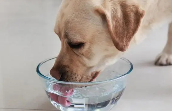 狗狗喝水多是什么原因