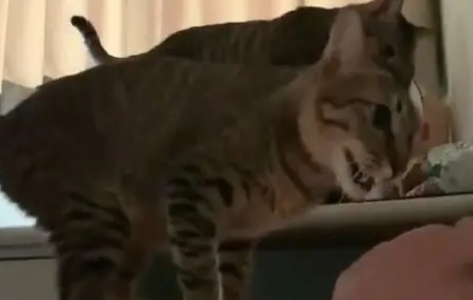 猫咪饿了主人还没起,进卧室坐主人胸口按嘴巴 猫咪饿了主人还没起,进卧室坐主人胸口按嘴巴