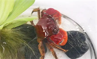 辣椒蟹价格
