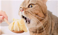 猫可以吃榴莲吗